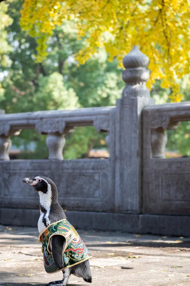 您的QQ已在朝天宫登录！