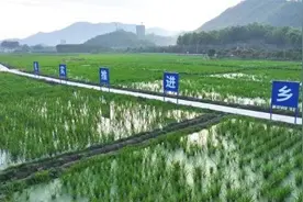 稻菜轮作！深汕500亩茭白丰收了图片