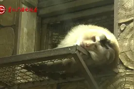抬眼、噘嘴……每个动作都是表情包！贵阳这只爱凹造型的“猴哥”迷倒一众游客图片