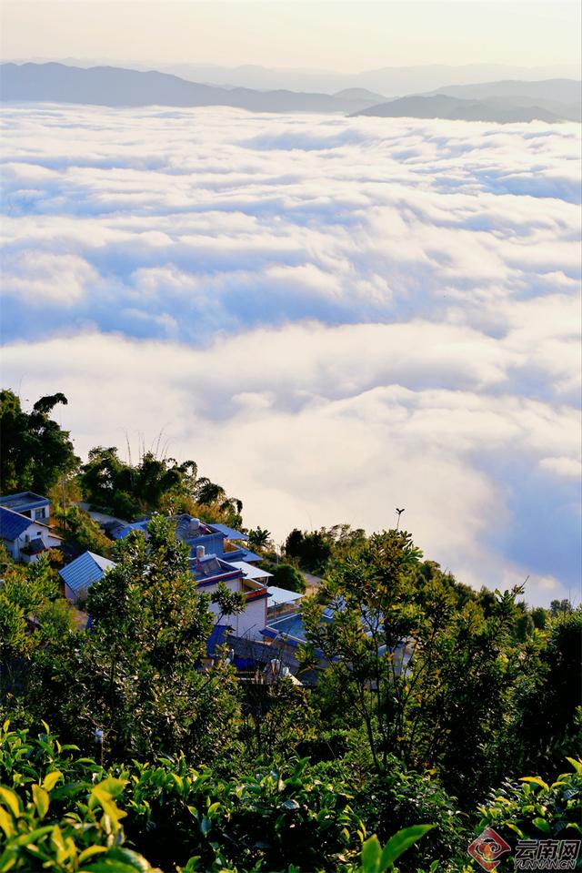 临沧临翔：邦东乡秋茶遇云海 山水画卷醉游人