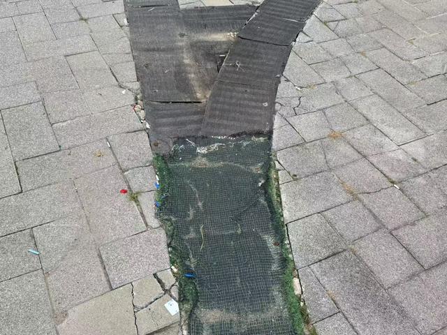 垃圾桶就在旁边，游客仍随手扔，园博园这些地方有点脏