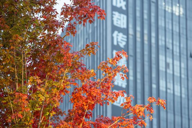 夏赏紫英秋观红 锦江大道秋色上线