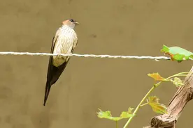 跋履｜燕子归来图片