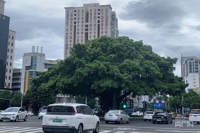 一棵树冠一座城：行人不知暑  万古长清风