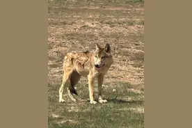 “爱而不扰”是对野生动物最好的保护图片