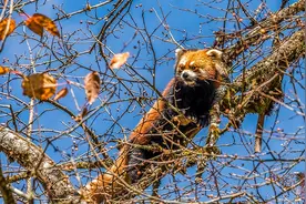 C视觉丨萌翻 ！“圆滚滚”野生小熊猫现身雅安龙苍沟图片