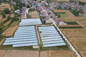 谷城：红薯移栽忙 播种新希望图片