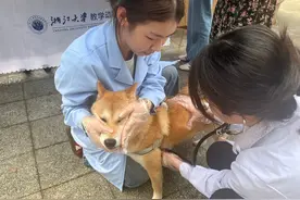 文明养犬 宠我做起图片