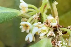 合肥的桂花3月开了？专家：品种是四季桂，说明气候宜人图片