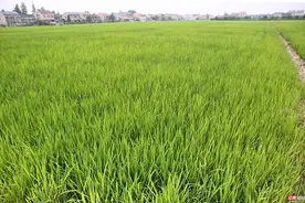 在希望的田野上，绿油油的水稻长势喜人图片