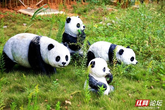 打卡岳阳熊猫苑：赶山路口前的喧响与向往