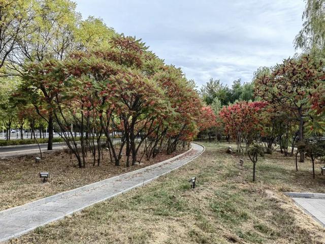 惊艳！临河8处落叶景观区等你来打卡
