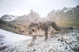 在三江源头“数雪豹”，是种怎样的奇妙体验？图片