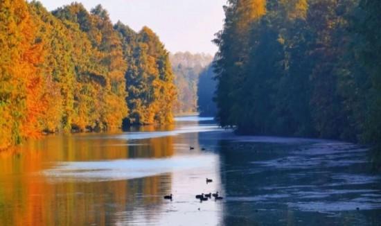 魔都最大水杉林，开始红了！