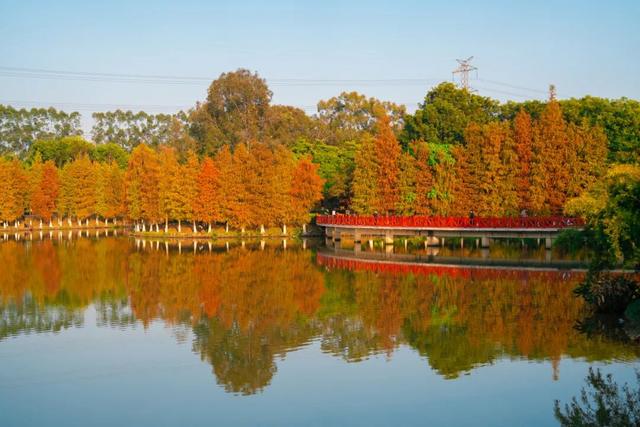 把冬天调成暖色系！松山湖落羽杉红了，温泉冒泡了，火锅沸腾了～