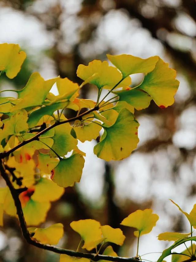 黄了！黄了！福州这里迎来颜值高峰！