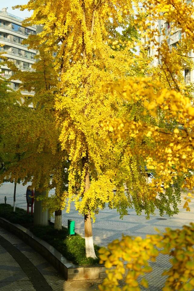 宜宾，含“金”量超高！