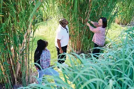 瞭望 | 中国菌草播撒希望图片
