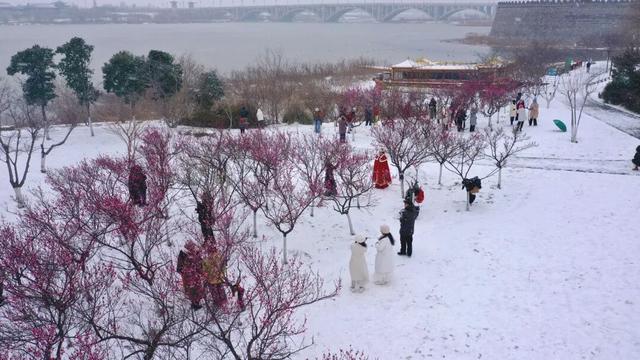 【美丽瀍河】瀍壑朱樱爆改冰雪大片！“梅雪”已邂逅，错过等一年！
