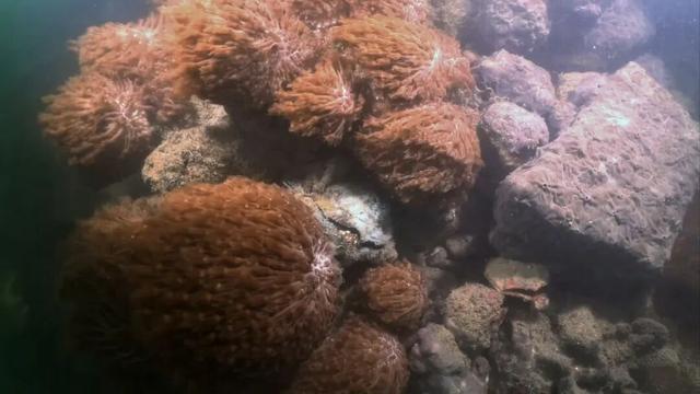 在湛江玻璃海奇遇珊瑚秘境→