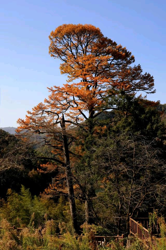 晚潮｜一叶知秋