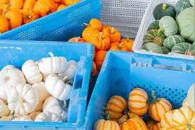 餐桌“新宠”，迷你南瓜背后的故事图片