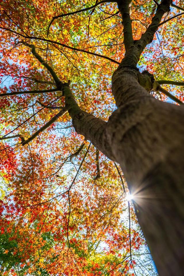 现在的金山是什么颜色？答案藏在这片…