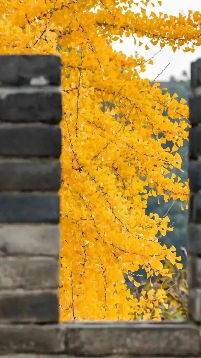 曲江银杏观赏季丨漫步金色世界，享受秋日时光