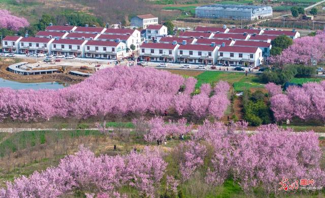 踏青赏花 乐享美好春光