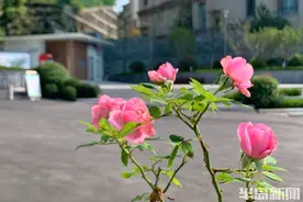 细节之美，点“靓”了浮山入口图片