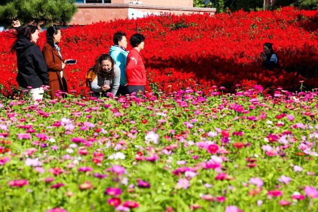 金秋时节，羊亭河公园变“打卡胜地”