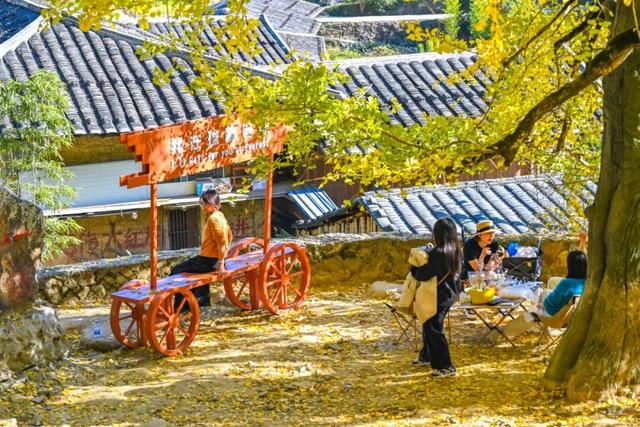 现存数量最多！赏银杏就来珠峰村