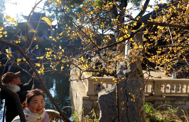 江苏苏州：狮子林蜡梅飘香引客来