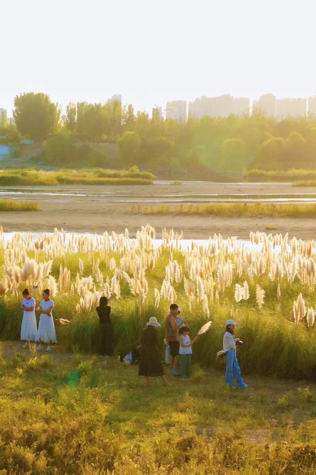 绒白胜雪！西安的芦苇仙境，氛围感拉满