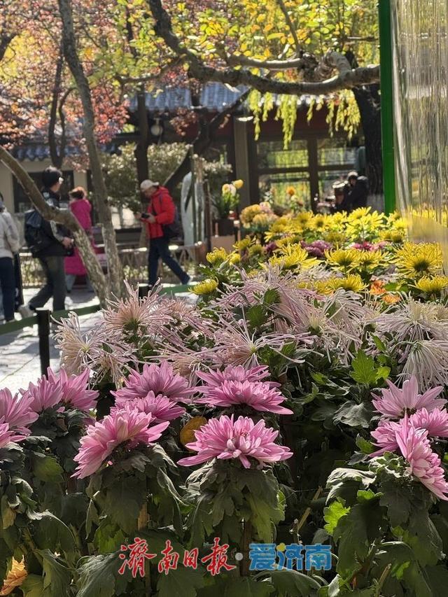 趵突泉菊展收官倒计时 市民游客赶尾档赏菊