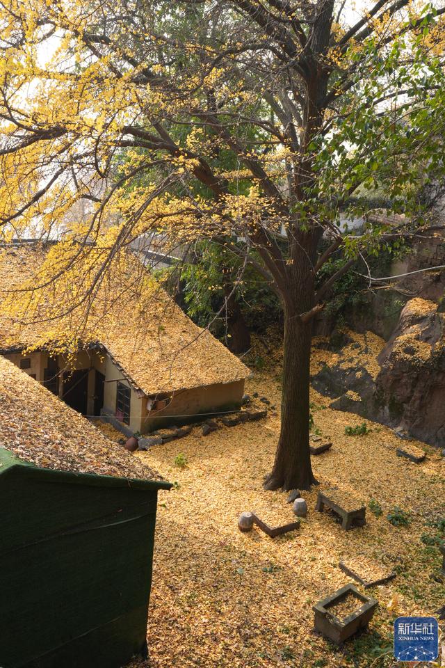 在杭州，路过“树”的浪漫