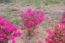 冬至吃饺子是为什么？这里边的道理不简单图片