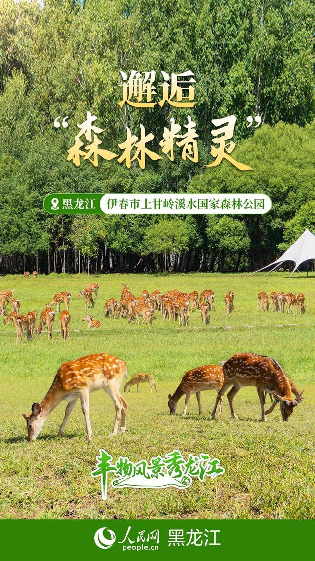 丰物风景秀龙江｜黑土地的绿脉呼吸
