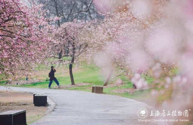 申城樱花季启幕！辰山植物园河津樱本周进入最佳观赏期