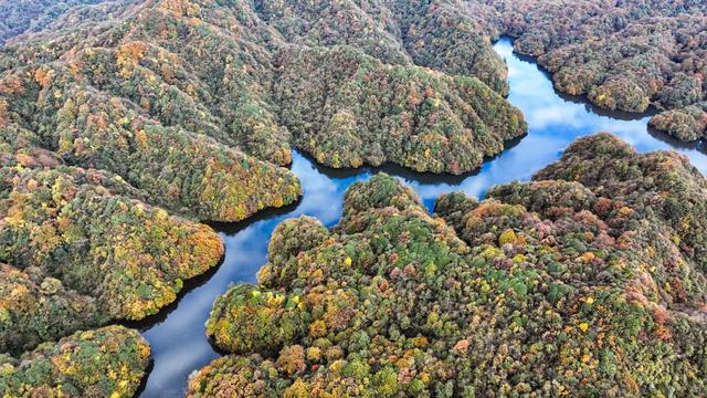北纬28°的彩色秘境 贵州绥阳宽阔水国家级自然保护区初冬层林尽染