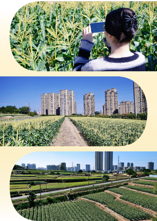 平时不出门，但如果是翔安的果蔬熟了，那我得跑着去！