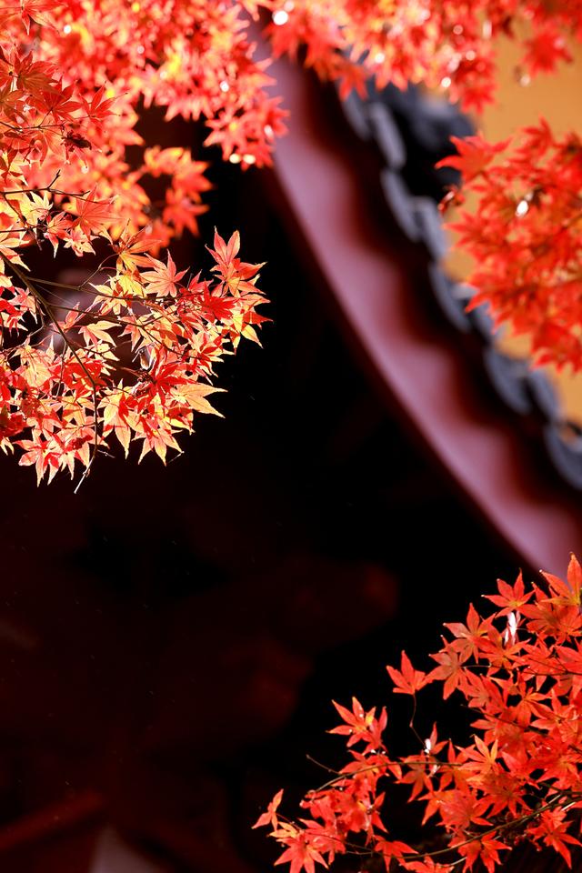 晚潮｜一叶知秋