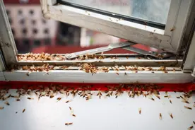 看得人头皮发麻！上海近期大规模爆发，但这么做可能扩大危害图片