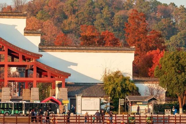 巨出片！马鞍山这里进入最佳观赏期