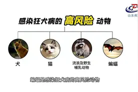 永州疾控丨关于狂犬病的谣言，你知道多少？图片