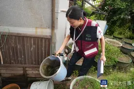 深圳处于登革热流行期，市爱卫办开展防蚊灭蚊专项执法行动图片