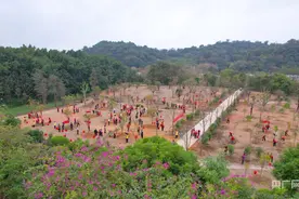 广东乡村绿化已种植苗木371万株图片