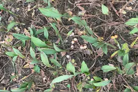 “天上掉下来的果子”不能吃！图片
