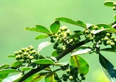 【跟着火把节游凉山】在凉山，遇见人生“彩虹”