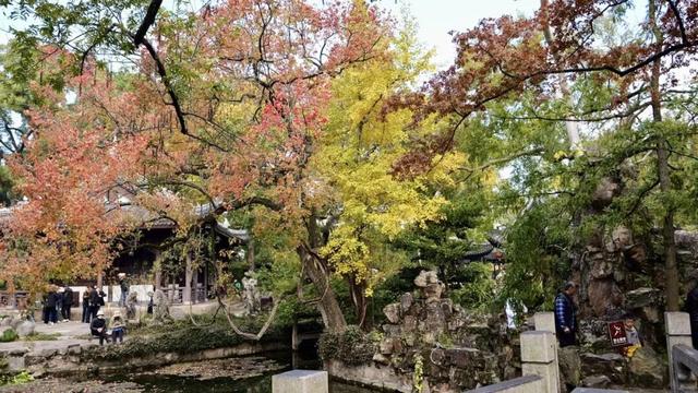 嘉定第一波银杏叶变黄啦！秋日氛围拉满~